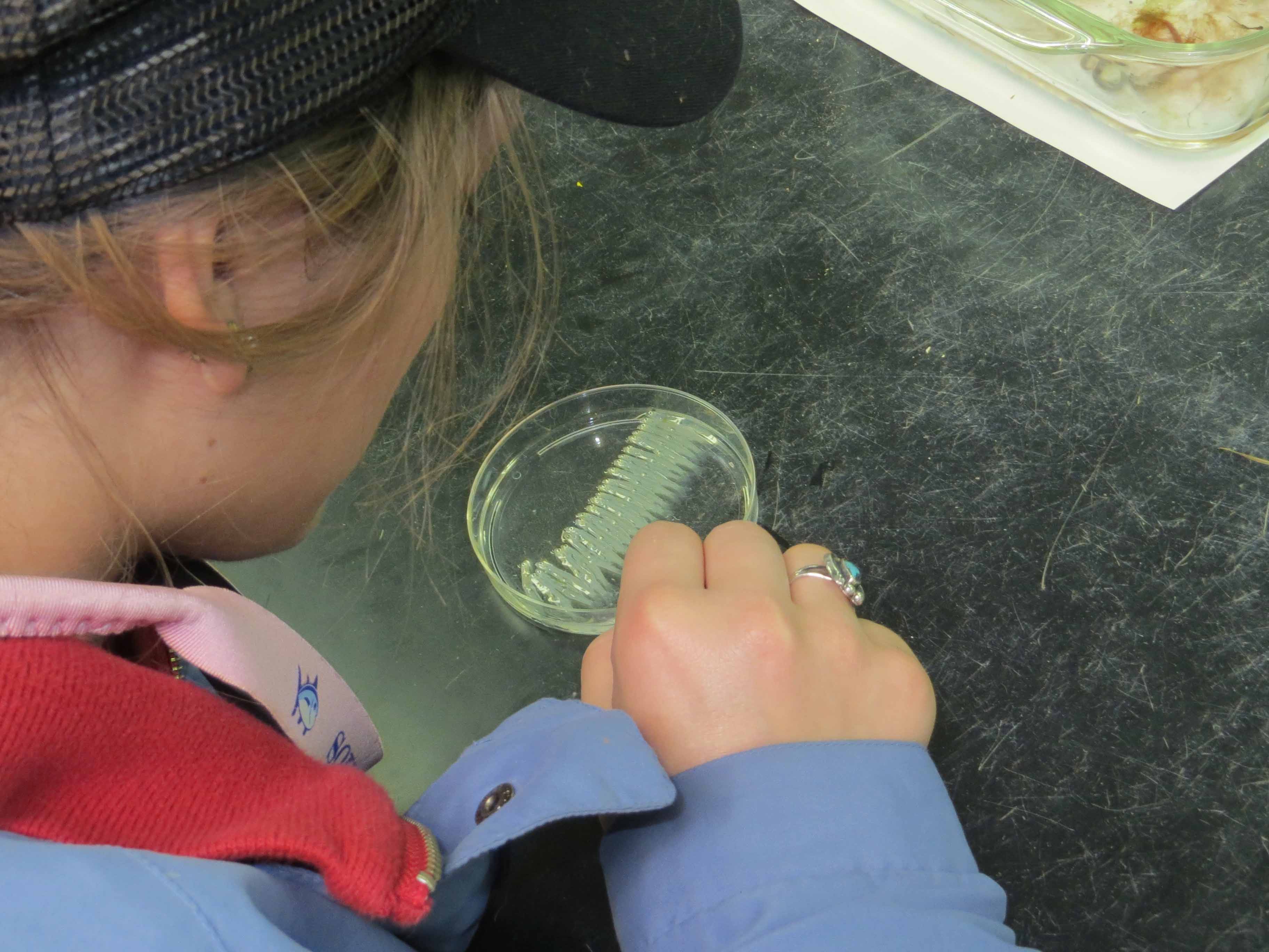 sorting menhaden