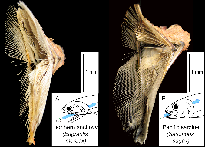 Clupeid Gill Rakers