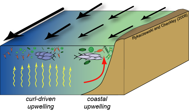 Upwelling Systems